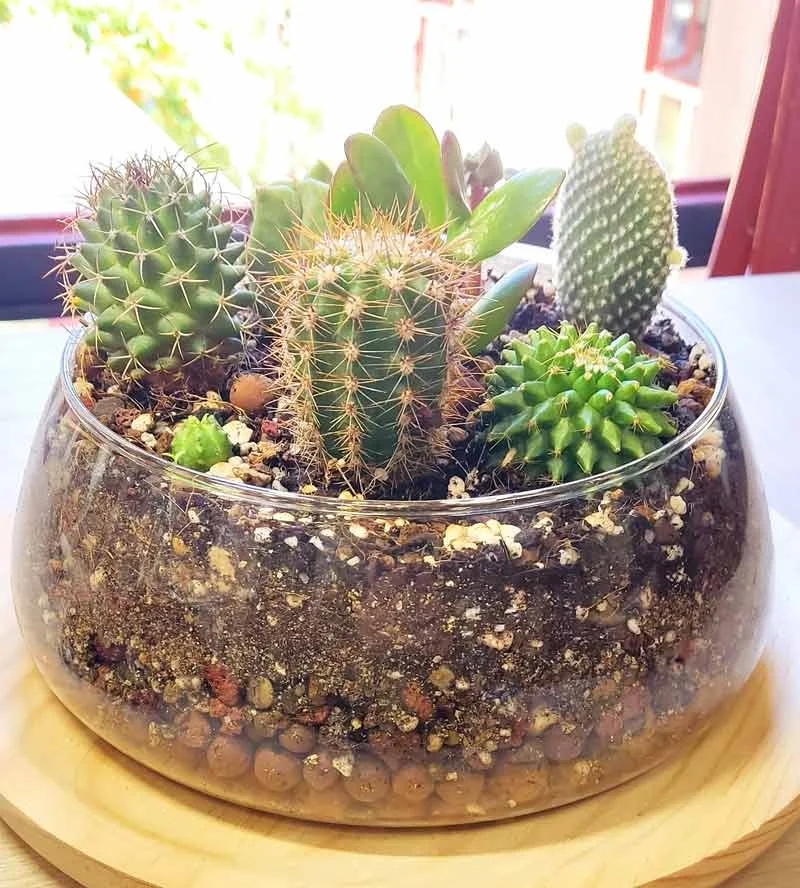 Recipiente Cristal transparente cactus