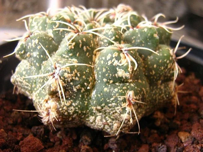 cactus plaga