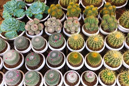 varias especies de cactus