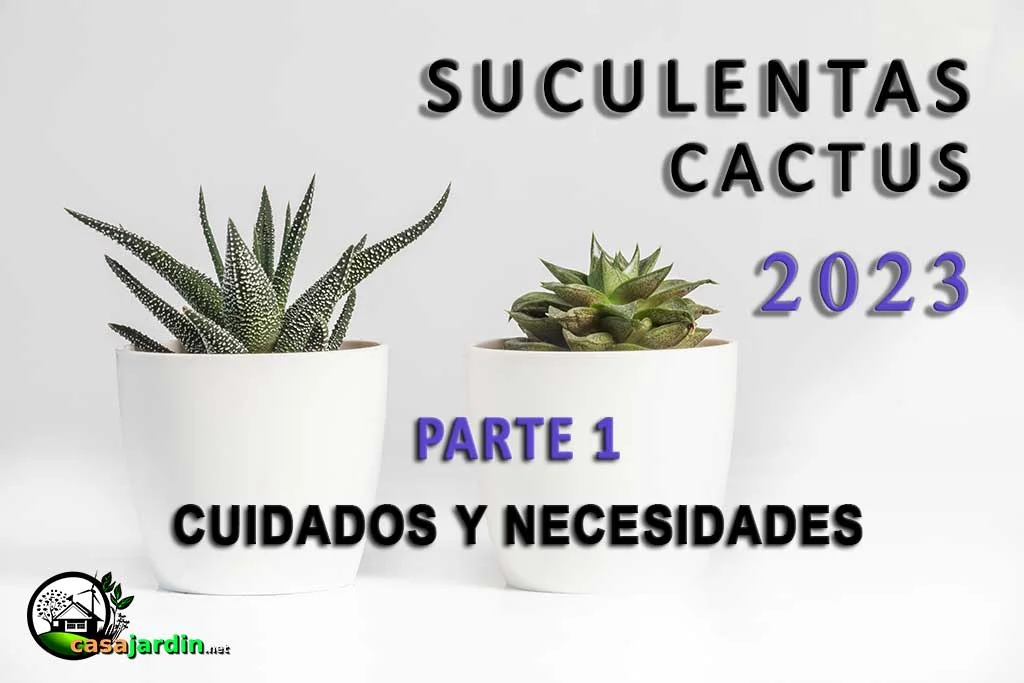 cuidados y necesidades plantas suculentas y cactus