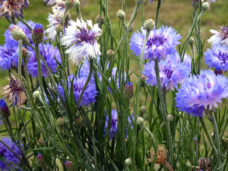 Centaurea cyanus Plantas seguras para perros y gatos