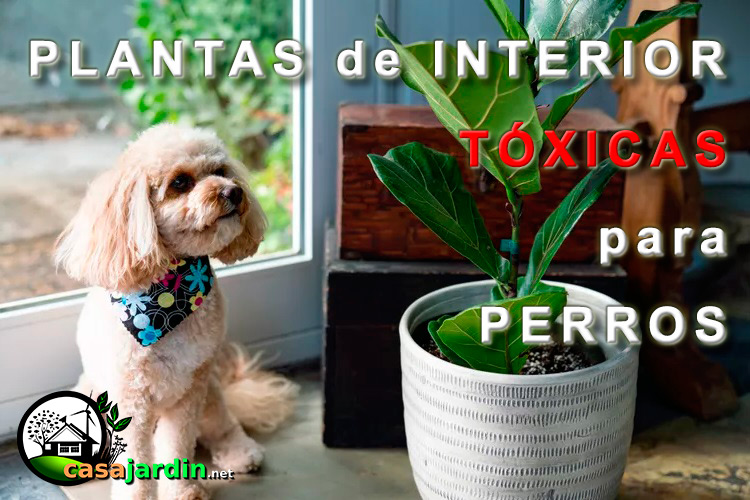 plantas tóxicas para perros
