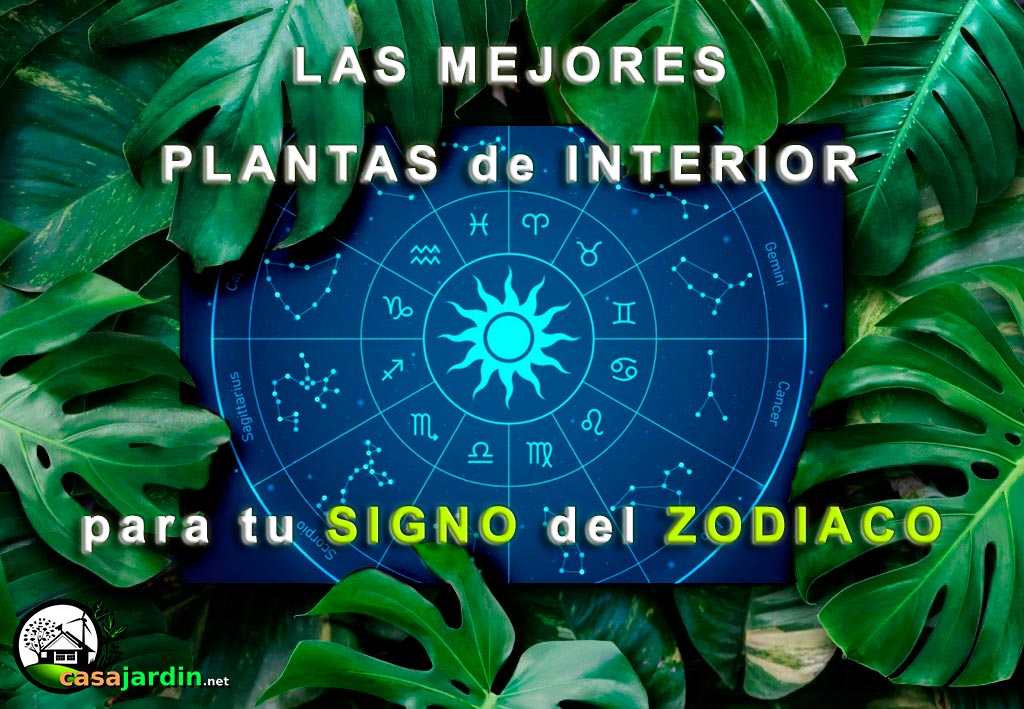 plantas según signo zodiaco