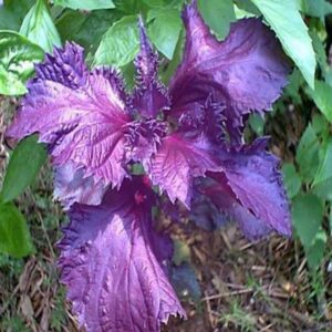 Albahaca variedad Purple Ruffles