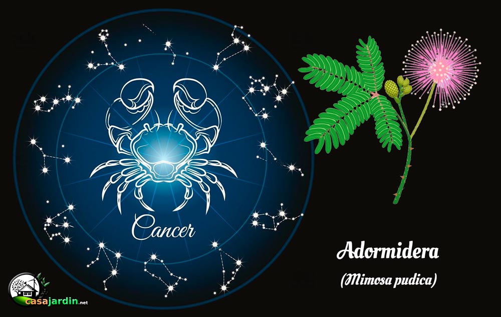 plantas según signo zodiaco cáncer