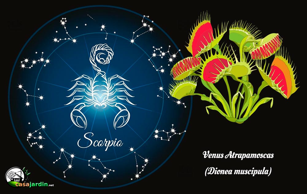 plantas según signo zodiaco escorpio