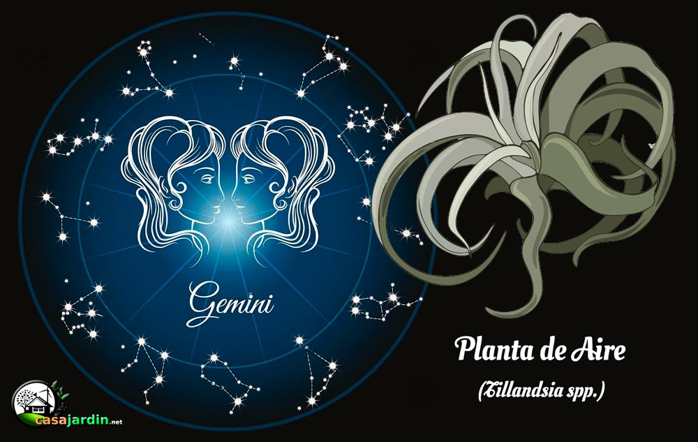 plantas según signo zodiaco geminis