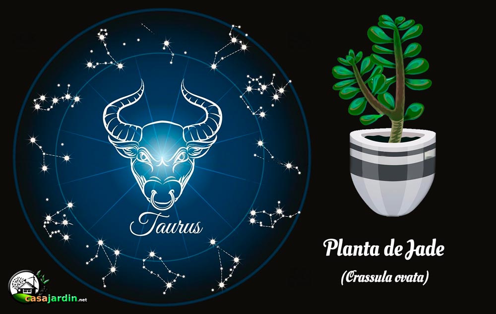plantas según signo zodiaco tauro