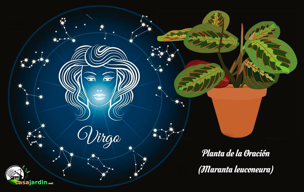 plantas según signo zodiaco virgo